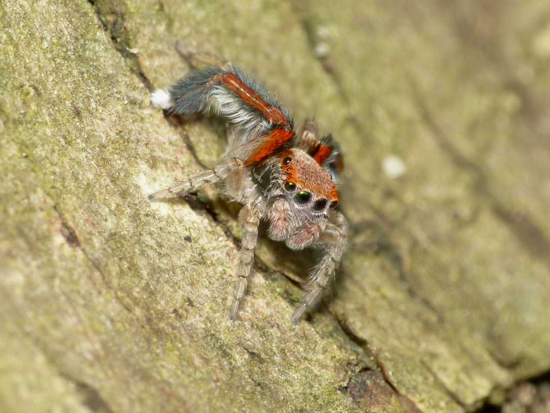 Maschio di Saitis barbipes - Sasso Marconi (BO)
